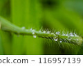 Nature dew on a green grass leaf, macro close-up photography, used for background. 116957139