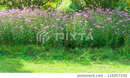 藤葉花和蝴蝶沐浴在陽光下,背景是美麗的綠色森林,阿蘇市(MooMoo Farm竹原牧場) 藤葉花和蝴蝶沐浴在陽光下,背景是美麗的綠色森林,阿蘇市(MooMoo Farm竹原牧場) 116957209