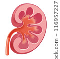 腎 116957227