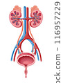 腎臟和泌尿系統 116957229