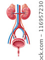腎臟和泌尿系統 116957230