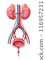 腎臟和泌尿系統 116957231
