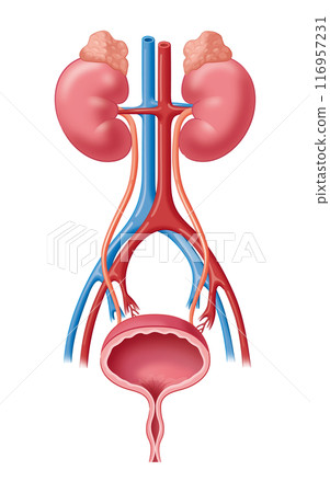腎臟和泌尿系統 116957231