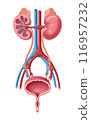 腎臟和泌尿系統 116957232