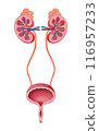 腎和膀胱 116957233