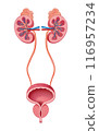 腎和膀胱 116957234
