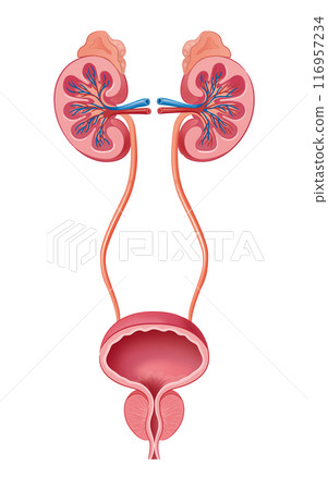 Kidney and bladder 116957234