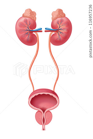 Kidney and bladder Kidney and bladder 116957236
