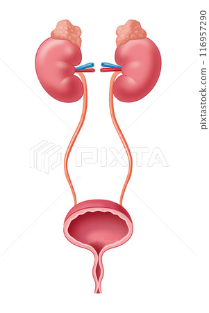 Kidney and bladder Kidney and bladder 116957290