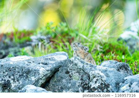 A pika relaxing on a rock 116957316