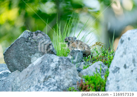 皮卡在岩石上休息 116957319