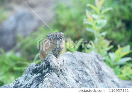 pika standing on stone 116957321