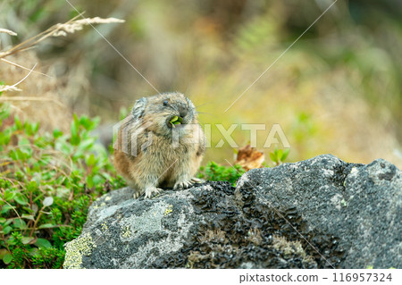 皮卡在石頭上吃東西 皮卡在石頭上吃東西 116957324
