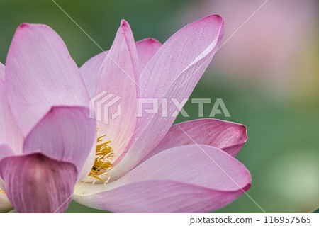 A beautiful lotus flower A beautiful lotus flower 116957565