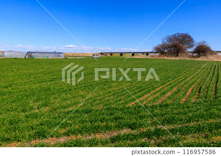A road in the middle of a vast reed field and wheat field. Arakawa riverbed, Kumagaya City, Saitama Prefecture - March 2024 116957586