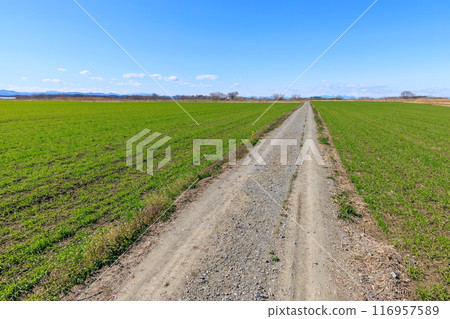 A road in the middle of a vast reed field and wheat field. Arakawa riverbed, Kumagaya City, Saitama Prefecture - March 2024 A road in the middle of a vast reed field and wheat field. Arakawa riverbed, Kumagaya City, Saitama Prefecture - March 2024 116957589