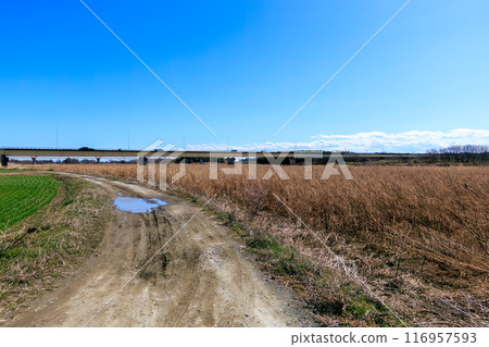 A road in the middle of a vast reed field and wheat field. Arakawa riverbed, Kumagaya City, Saitama Prefecture - March 2024 116957593
