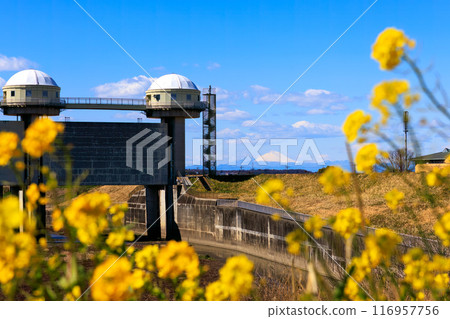 Majestic Mount Fuji, Tamasaku Water Gate and rapeseed fields in the vast reed fields. Arakawa riverbed, Kumagaya City, Saitama Prefecture - March 2024 116957756
