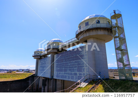 雄偉的富士山，玉作水門，還有大片蘆葦田裡盛開的油菜花。埼玉縣熊谷市荒川河床 - 2024 年 3 月 116957757