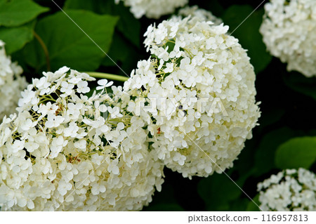 White hydrangea 116957813