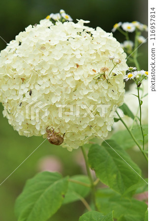 White hydrangea White hydrangea 116957814
