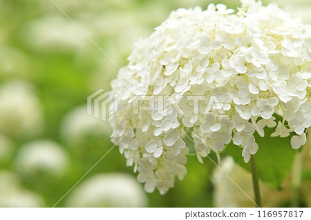 White hydrangea White hydrangea 116957817