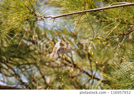 The cute Japanese bush warbler (family Muscicapidae), the smallest bird in Japan, flies around searching for food in pine trees. Koishikawa Botanical Garden, Bunkyo Ward, Tokyo The cute Japanese bush warbler (family Muscicapidae), the smallest bird in Japan, flies around searching for food in pine trees. Koishikawa Botanical Garden, Bunkyo Ward, Tokyo 116957852