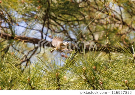 The cute Japanese bush warbler (family Muscicapidae), the smallest bird in Japan, flies around searching for food in pine trees. Koishikawa Botanical Garden, Bunkyo Ward, Tokyo The cute Japanese bush warbler (family Muscicapidae), the smallest bird in Japan, flies around searching for food in pine trees. Koishikawa Botanical Garden, Bunkyo Ward, Tokyo 116957853