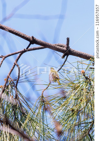 The cute Japanese bush warbler (family Muscicapidae), the smallest bird in Japan, flies around searching for food in pine trees. Koishikawa Botanical Garden, Bunkyo Ward, Tokyo 116957857