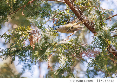 The cute Japanese bush warbler (family Muscicapidae), the smallest bird in Japan, flies around searching for food in pine trees. Koishikawa Botanical Garden, Bunkyo Ward, Tokyo 116957858