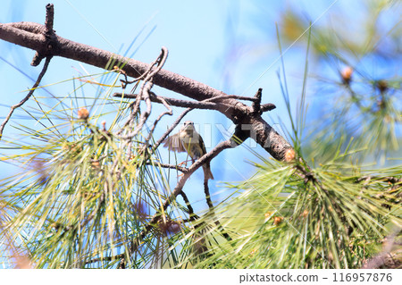 The cute Japanese bush warbler (family Muscicapidae), the smallest bird in Japan, flies around searching for food in pine trees. Koishikawa Botanical Garden, Bunkyo Ward, Tokyo The cute Japanese bush warbler (family Muscicapidae), the smallest bird in Japan, flies around searching for food in pine trees. Koishikawa Botanical Garden, Bunkyo Ward, Tokyo 116957876