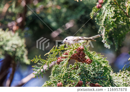 The cute Japanese bush warbler (family Muscicapidae), the smallest bird in Japan, flies around searching for food in pine trees. Koishikawa Botanical Garden, Bunkyo Ward, Tokyo 116957878