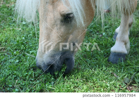 Cute close up pony in contact zoo eat grass in summer. Pets and therapy. Cute close up pony in contact zoo eat grass in summer. Pets and therapy. 116957984