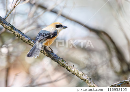 A beautiful shrike (family Shrike) searching for prey. Koishikawa Botanical Garden, Bunkyo-ku, Tokyo - March 2024 116958105
