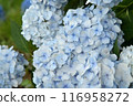 Close-up photo taken with hydrangea flower buds of hydrangea with many blue decorative flowers 116958272