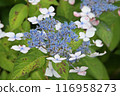 Blue hydrangea 116958273