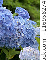 Blue hydrangea 116958274