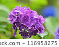 Purple hydrangea flowers are blooming 116958275