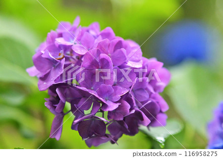 Purple hydrangea flowers are blooming 116958275