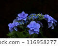 Hydrangea blooming in the rainy season 116958277