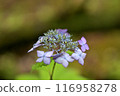 Hydrangea wet in the rain 116958278