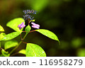 Small hydrangea 116958279