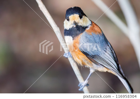 一隻可愛的鸚鵡（山雀家庭）正在尋找食物。東京都文京區小石川植物園 - 2024 年 3 月 116958304