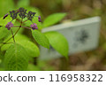 Small purple hydrangea 116958322