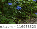 Blue hydrangea 116958323