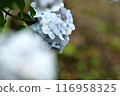 White hydrangea 116958325