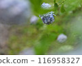 Hydrangea with raindrops 116958327