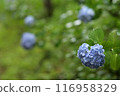 Hydrangea wet in the rain 116958329