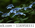 Blue hydrangea 116958331