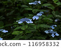 Blue hydrangea 116958332